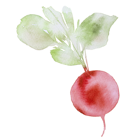 watercolor vegetable cut png