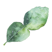 hojas de lima kaffir acuarela clipart png