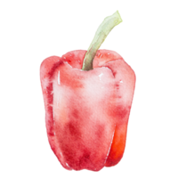 red bell peppers watercolor clipart png