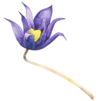 natuurlijke bloem aquarel handgeschilderd png