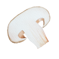 champignon aquarelle clipart png