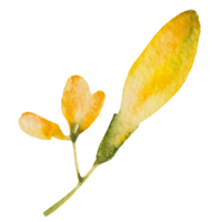 naturlig blomma akvarell handmålad png