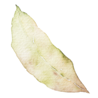 Natural leaf watercolor hand painted png