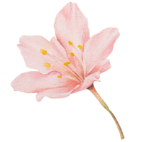 natural flower watercolor png