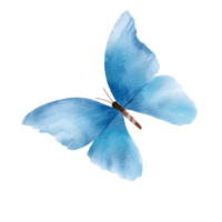 acuarela de mariposa azul png