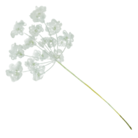 natürliches Blumenaquarell png