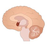 cerebro humano, cerebro, sección media del cerebro, anatomía del cerebro, anatomía. vector