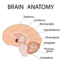 Cross-section of brain ions showing the main structures and location of the basal ganglia. vector