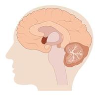 Cross-section of brain ions showing the main structures and location of the basal ganglia. vector