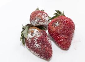 Strawberry with mold photo