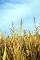 Green immature corn photo