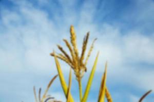 Green immature corn photo