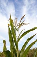 Green immature corn photo