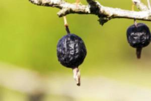 dried berries harvest photo