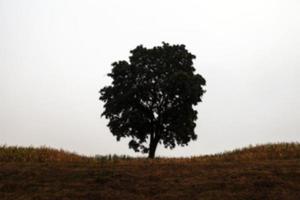 tree in the field photo