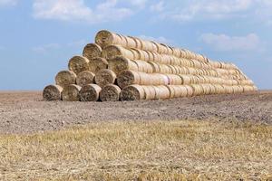 cereal harvest, summer photo