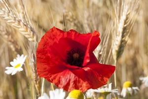 poppy and wheat photo