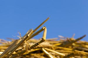 twisted straw, close up photo