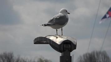 Hungry seagull standing on a lamp at the marina in Schilksee in Germany video