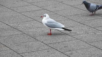 Close up view at seagulls on a paved road in an urban environment. video