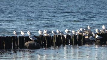 muchas gaviotas tomando el sol en los restos de un muelle en una playa del mar Báltico video