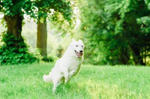 White Swiss Shepherd photo