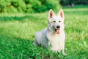 White Swiss Shepherd photo