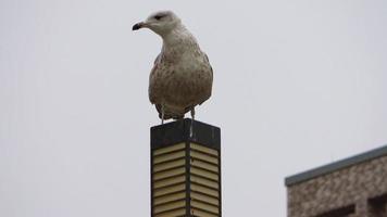 mås på toppen av en stolpe i stadsmiljö. video