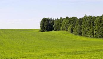 natural green grass photo