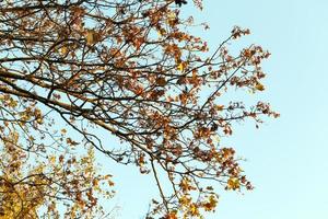 colorful maple leaves photo