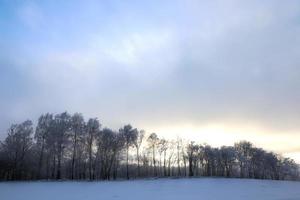 snow covered mixed trees photo