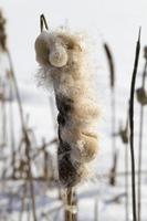 lush reeds, close up photo