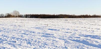 Winter forest, close up photo