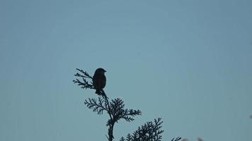 A small sparrow sitting on a branch video