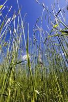 sprouts of wheat photo