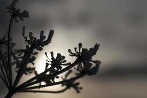 umbrellas with frost photo