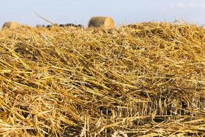 stacks of golden straw photo