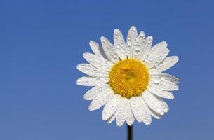 daisy against the sky photo