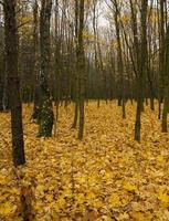 the autumn wood photo