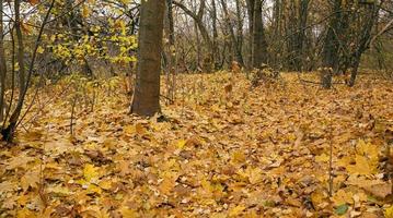 the autumn wood - the trees growing in the wood in an autumn season. on the earth the fallen-down yellow foliage lies photo