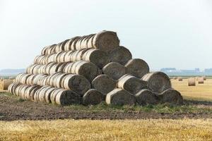 stack of straw in the field photo