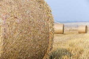 stack of straw in the field photo