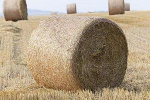 stack of straw in the field photo