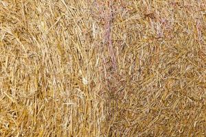 stack of straw in the field photo