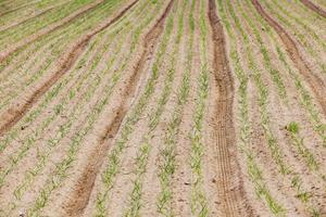 green onions in the field photo