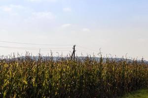 harvest in the corn field photo
