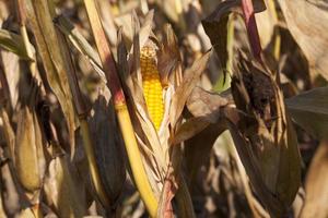 Mature yellow cob of corn photo