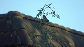 A small sparrow sitting on a branch video