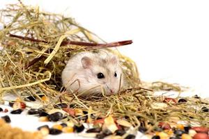 Jungar hamster on a white background photo