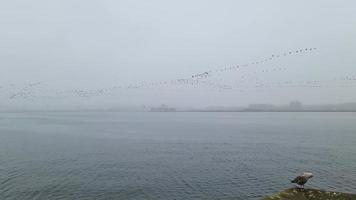 A very large flock of birds flies over the harbour of Kiel in hazy weather. In the foreground is a seagull on the harbour wall. video